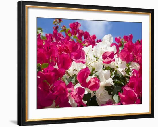 Bougainvillea, Cayman Brac, Cayman Islands, Caribbean-Greg Johnston-Framed Photographic Print