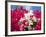 Bougainvillea, Cayman Brac, Cayman Islands, Caribbean-Greg Johnston-Framed Photographic Print