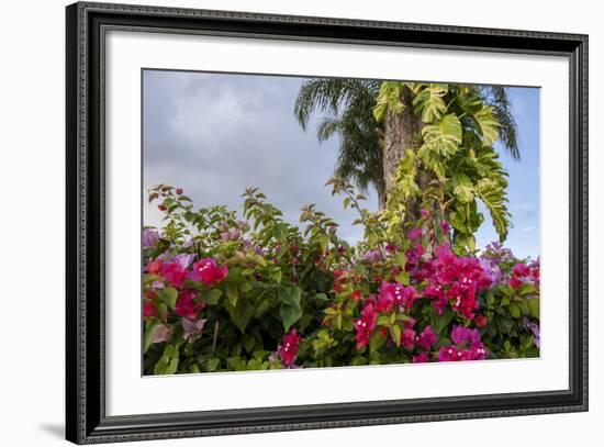 Bougainvillea Flora, Bavaro, Higuey, Punta Cana, Dominican Republic-Lisa S. Engelbrecht-Framed Photographic Print