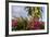 Bougainvillea Flora, Bavaro, Higuey, Punta Cana, Dominican Republic-Lisa S. Engelbrecht-Framed Photographic Print