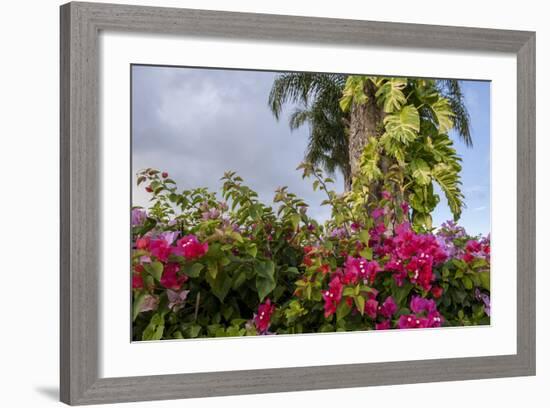 Bougainvillea Flora, Bavaro, Higuey, Punta Cana, Dominican Republic-Lisa S. Engelbrecht-Framed Photographic Print
