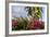 Bougainvillea Flora, Bavaro, Higuey, Punta Cana, Dominican Republic-Lisa S. Engelbrecht-Framed Photographic Print