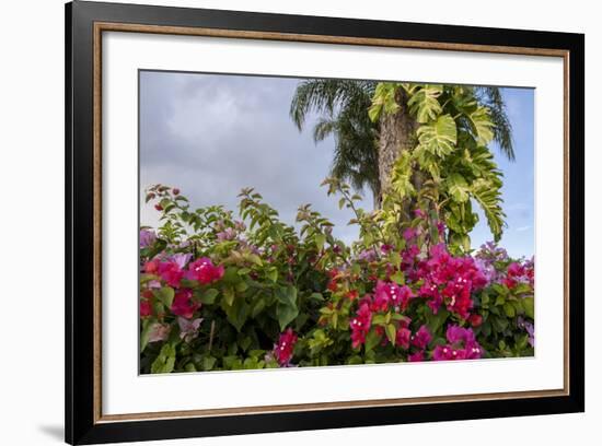 Bougainvillea Flora, Bavaro, Higuey, Punta Cana, Dominican Republic-Lisa S. Engelbrecht-Framed Photographic Print