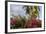 Bougainvillea Flora, Bavaro, Higuey, Punta Cana, Dominican Republic-Lisa S. Engelbrecht-Framed Photographic Print