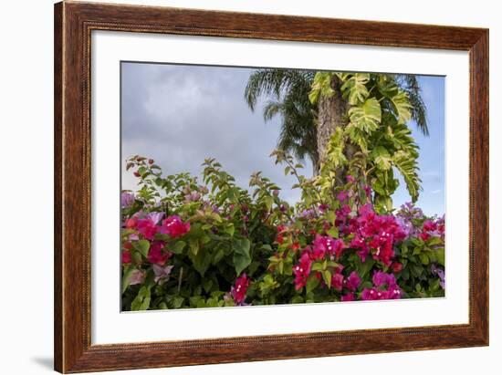 Bougainvillea Flora, Bavaro, Higuey, Punta Cana, Dominican Republic-Lisa S. Engelbrecht-Framed Photographic Print