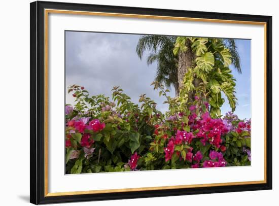 Bougainvillea Flora, Bavaro, Higuey, Punta Cana, Dominican Republic-Lisa S. Engelbrecht-Framed Photographic Print