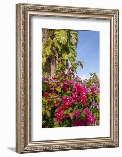 Bougainvillea Flora, Bavaro, Higuey, Punta Cana, Dominican Republic-Lisa S. Engelbrecht-Framed Photographic Print