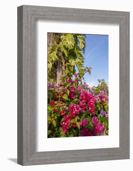 Bougainvillea Flora, Bavaro, Higuey, Punta Cana, Dominican Republic-Lisa S. Engelbrecht-Framed Photographic Print