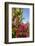 Bougainvillea Flora, Bavaro, Higuey, Punta Cana, Dominican Republic-Lisa S. Engelbrecht-Framed Photographic Print