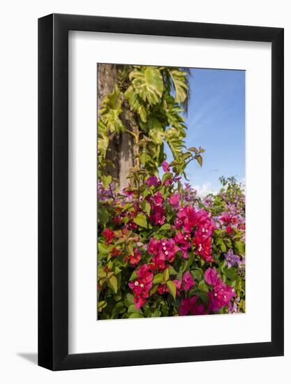 Bougainvillea Flora, Bavaro, Higuey, Punta Cana, Dominican Republic-Lisa S. Engelbrecht-Framed Photographic Print