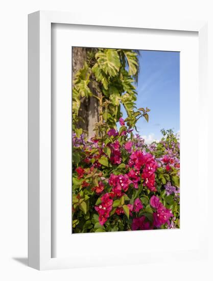 Bougainvillea Flora, Bavaro, Higuey, Punta Cana, Dominican Republic-Lisa S. Engelbrecht-Framed Photographic Print