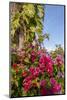 Bougainvillea Flora, Bavaro, Higuey, Punta Cana, Dominican Republic-Lisa S. Engelbrecht-Mounted Photographic Print