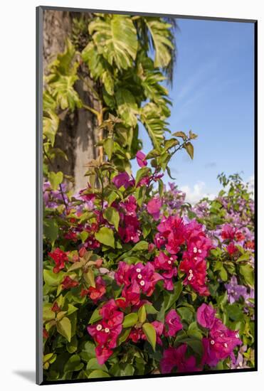 Bougainvillea Flora, Bavaro, Higuey, Punta Cana, Dominican Republic-Lisa S. Engelbrecht-Mounted Photographic Print