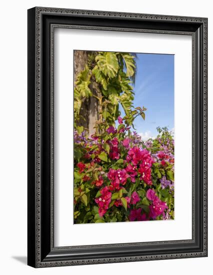 Bougainvillea Flora, Bavaro, Higuey, Punta Cana, Dominican Republic-Lisa S. Engelbrecht-Framed Photographic Print