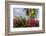 Bougainvillea Flora, Bavaro, Higuey, Punta Cana, Dominican Republic-Lisa S. Engelbrecht-Framed Photographic Print