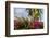 Bougainvillea Flora, Bavaro, Higuey, Punta Cana, Dominican Republic-Lisa S. Engelbrecht-Framed Photographic Print