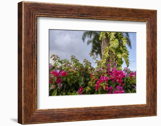 Bougainvillea Flora, Bavaro, Higuey, Punta Cana, Dominican Republic-Lisa S. Engelbrecht-Framed Photographic Print