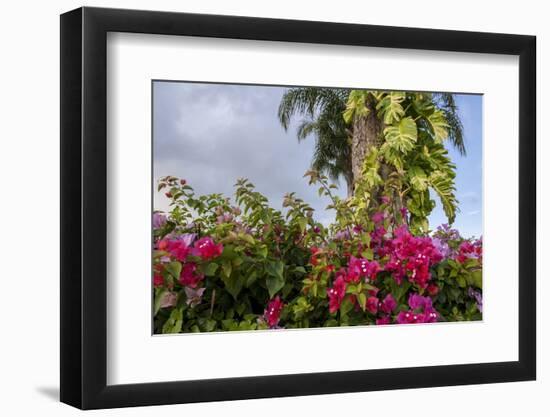 Bougainvillea Flora, Bavaro, Higuey, Punta Cana, Dominican Republic-Lisa S. Engelbrecht-Framed Photographic Print