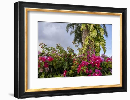 Bougainvillea Flora, Bavaro, Higuey, Punta Cana, Dominican Republic-Lisa S. Engelbrecht-Framed Photographic Print