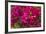 Bougainvillea Flowers, Bavaro, Higuey, Punta Cana, Dominican Republic-Lisa S. Engelbrecht-Framed Photographic Print