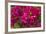 Bougainvillea Flowers, Bavaro, Higuey, Punta Cana, Dominican Republic-Lisa S. Engelbrecht-Framed Photographic Print