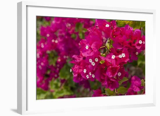 Bougainvillea Flowers, Bavaro, Higuey, Punta Cana, Dominican Republic-Lisa S. Engelbrecht-Framed Photographic Print