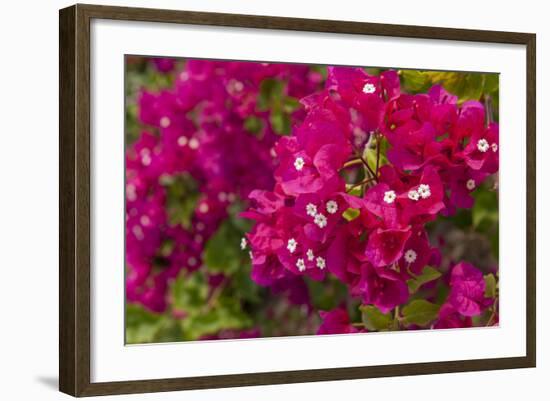 Bougainvillea Flowers, Bavaro, Higuey, Punta Cana, Dominican Republic-Lisa S. Engelbrecht-Framed Photographic Print