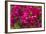 Bougainvillea Flowers, Bavaro, Higuey, Punta Cana, Dominican Republic-Lisa S. Engelbrecht-Framed Photographic Print