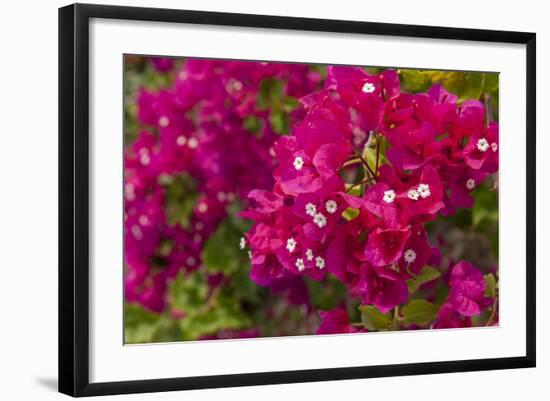 Bougainvillea Flowers, Bavaro, Higuey, Punta Cana, Dominican Republic-Lisa S. Engelbrecht-Framed Photographic Print