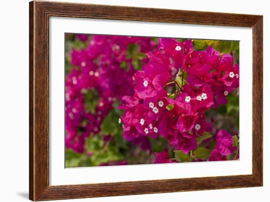 Bougainvillea Flowers, Bavaro, Higuey, Punta Cana, Dominican Republic-Lisa S. Engelbrecht-Framed Photographic Print