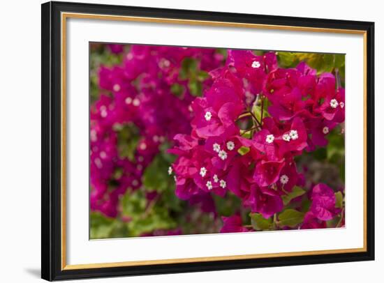 Bougainvillea Flowers, Bavaro, Higuey, Punta Cana, Dominican Republic-Lisa S. Engelbrecht-Framed Photographic Print