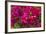 Bougainvillea Flowers, Bavaro, Higuey, Punta Cana, Dominican Republic-Lisa S. Engelbrecht-Framed Photographic Print