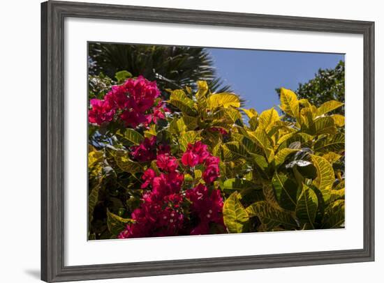 Bougainvillea Flowers, Bavaro, Higuey, Punta Cana, Dominican Republic-Lisa S. Engelbrecht-Framed Photographic Print