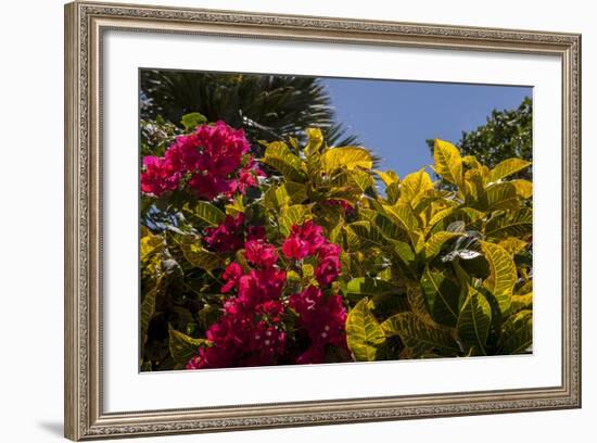 Bougainvillea Flowers, Bavaro, Higuey, Punta Cana, Dominican Republic-Lisa S. Engelbrecht-Framed Photographic Print