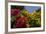 Bougainvillea Flowers, Bavaro, Higuey, Punta Cana, Dominican Republic-Lisa S. Engelbrecht-Framed Photographic Print