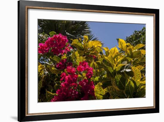 Bougainvillea Flowers, Bavaro, Higuey, Punta Cana, Dominican Republic-Lisa S. Engelbrecht-Framed Photographic Print