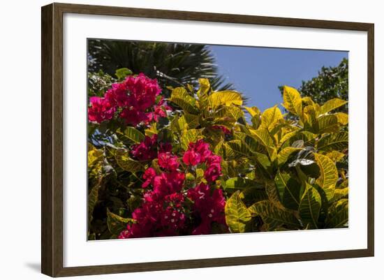 Bougainvillea Flowers, Bavaro, Higuey, Punta Cana, Dominican Republic-Lisa S. Engelbrecht-Framed Photographic Print