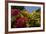 Bougainvillea Flowers, Bavaro, Higuey, Punta Cana, Dominican Republic-Lisa S. Engelbrecht-Framed Photographic Print