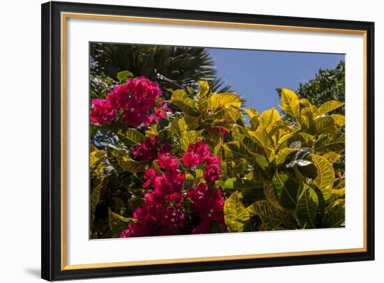 Bougainvillea Flowers, Bavaro, Higuey, Punta Cana, Dominican Republic-Lisa S. Engelbrecht-Framed Photographic Print