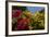 Bougainvillea Flowers, Bavaro, Higuey, Punta Cana, Dominican Republic-Lisa S. Engelbrecht-Framed Photographic Print