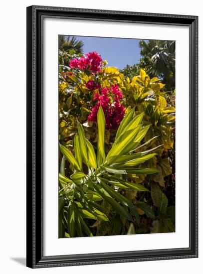 Bougainvillea Flowers, Bavaro, Higuey, Punta Cana, Dominican Republic-Lisa S. Engelbrecht-Framed Photographic Print