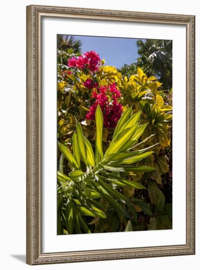 Bougainvillea Flowers, Bavaro, Higuey, Punta Cana, Dominican Republic-Lisa S. Engelbrecht-Framed Photographic Print