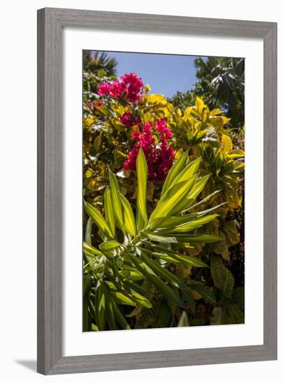 Bougainvillea Flowers, Bavaro, Higuey, Punta Cana, Dominican Republic-Lisa S. Engelbrecht-Framed Photographic Print