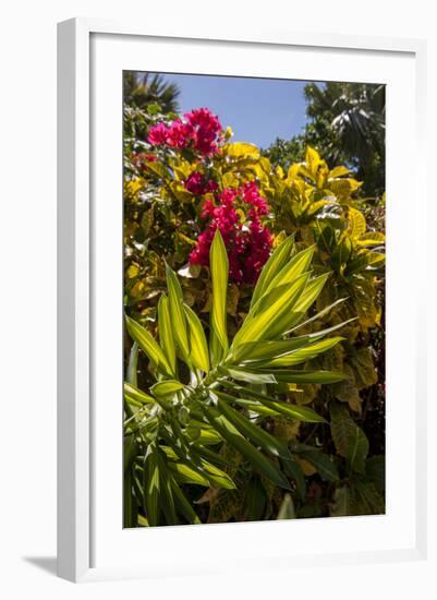 Bougainvillea Flowers, Bavaro, Higuey, Punta Cana, Dominican Republic-Lisa S. Engelbrecht-Framed Photographic Print