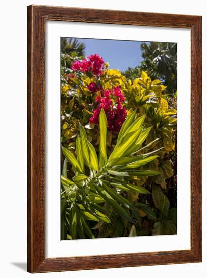 Bougainvillea Flowers, Bavaro, Higuey, Punta Cana, Dominican Republic-Lisa S. Engelbrecht-Framed Photographic Print