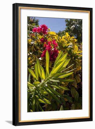 Bougainvillea Flowers, Bavaro, Higuey, Punta Cana, Dominican Republic-Lisa S. Engelbrecht-Framed Photographic Print