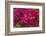 Bougainvillea Flowers, Bavaro, Higuey, Punta Cana, Dominican Republic-Lisa S. Engelbrecht-Framed Photographic Print