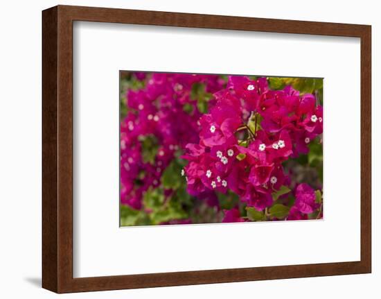 Bougainvillea Flowers, Bavaro, Higuey, Punta Cana, Dominican Republic-Lisa S. Engelbrecht-Framed Photographic Print