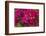 Bougainvillea Flowers, Bavaro, Higuey, Punta Cana, Dominican Republic-Lisa S. Engelbrecht-Framed Photographic Print