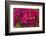 Bougainvillea Flowers, Bavaro, Higuey, Punta Cana, Dominican Republic-Lisa S. Engelbrecht-Framed Photographic Print